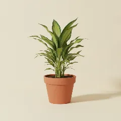 Dracaena
