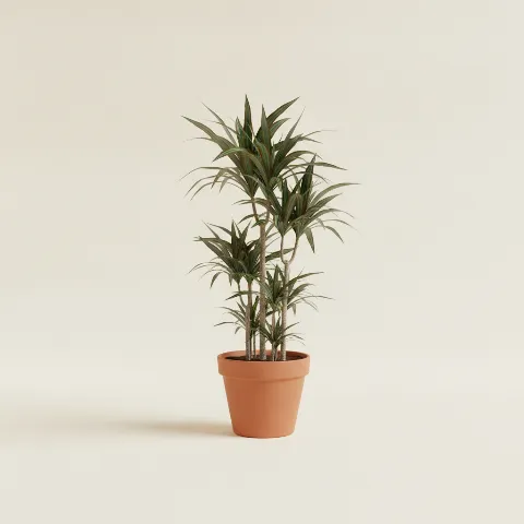 Dracaena — Dracaena marginata (illustratie)