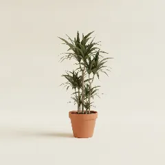 Dracaena