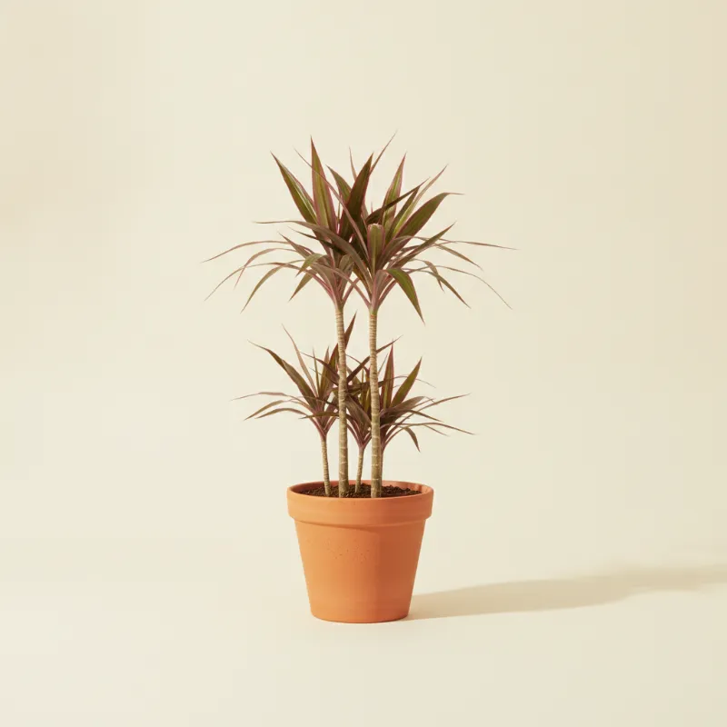 Dracaena — Dracaena marginata 'Magenta' (illustratie)