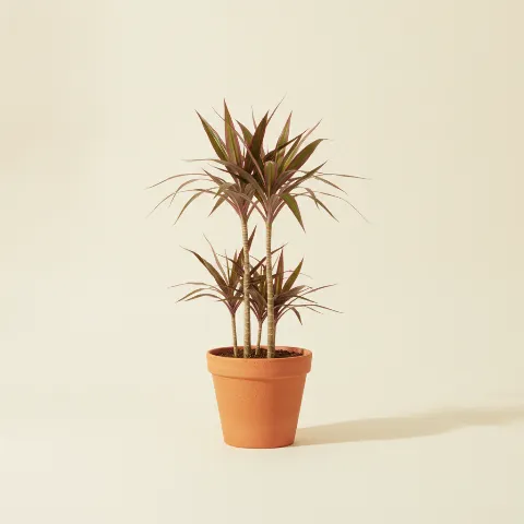 Dracaena — Dracaena marginata 'Magenta' (illustratie)