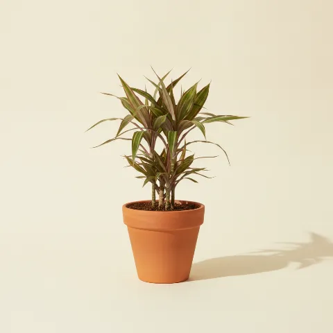 Dracaena — Dracaena marginata 'Tricolor' (illustratie)