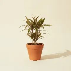 Dracaena