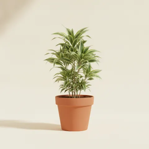 Dracaena — Dracaena reflexa 'Song of India' (illustratie)