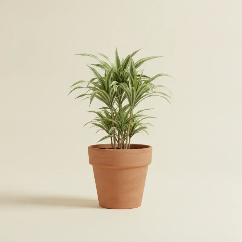 Dracaena — Dracaena reflexa 'Song of Jamaica' (illustratie)