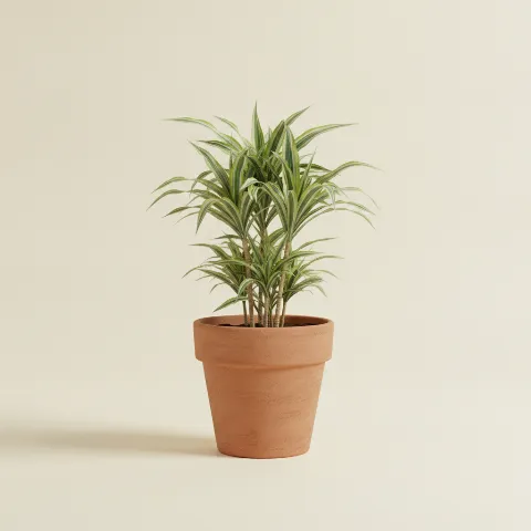 Dracaena — Dracaena reflexa 'Song of Jamaica' (illustratie)