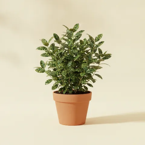 Dracaena — Dracaena surculosa (illustratie)