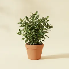 Dracaena