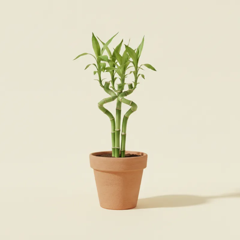 Dracaena — Dracaena sanderiana (illustratie)