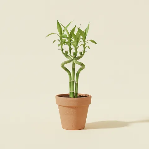 Dracaena — Dracaena sanderiana (illustratie)