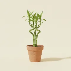 Dracaena