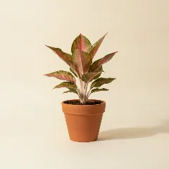 Aglaonema