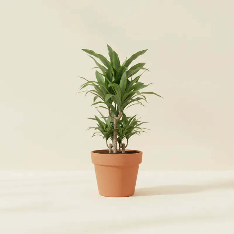 Dracaena — Dracaena 'Janet Craig' (illustratie)