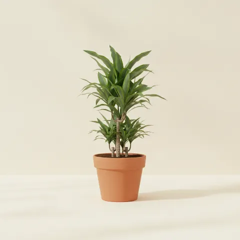 Dracaena