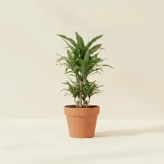 Dracaena