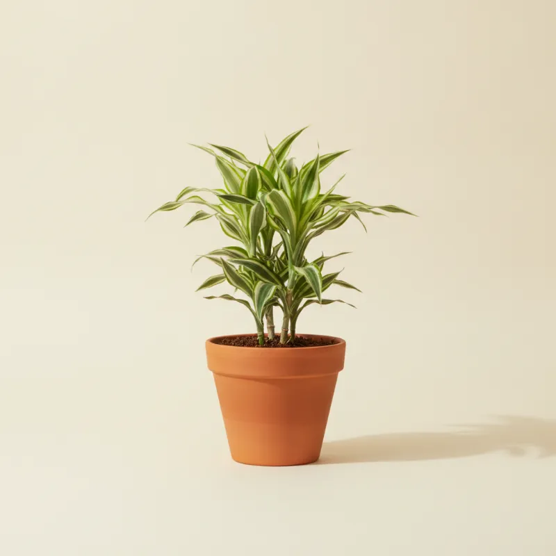 Dracaena — Dracaena 'White Jewel' (illustratie)