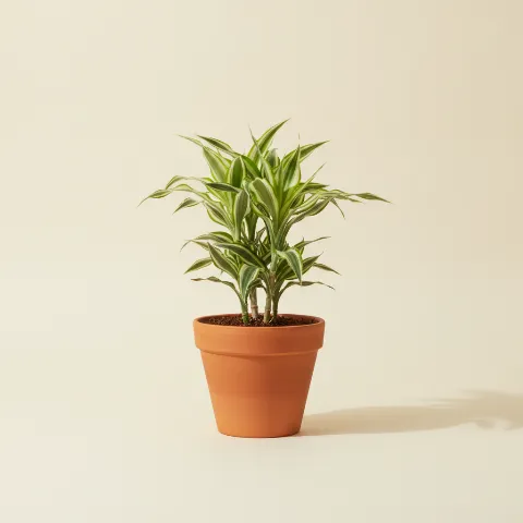 Dracaena — Dracaena 'White Jewel' (illustratie)