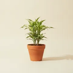 Dracaena