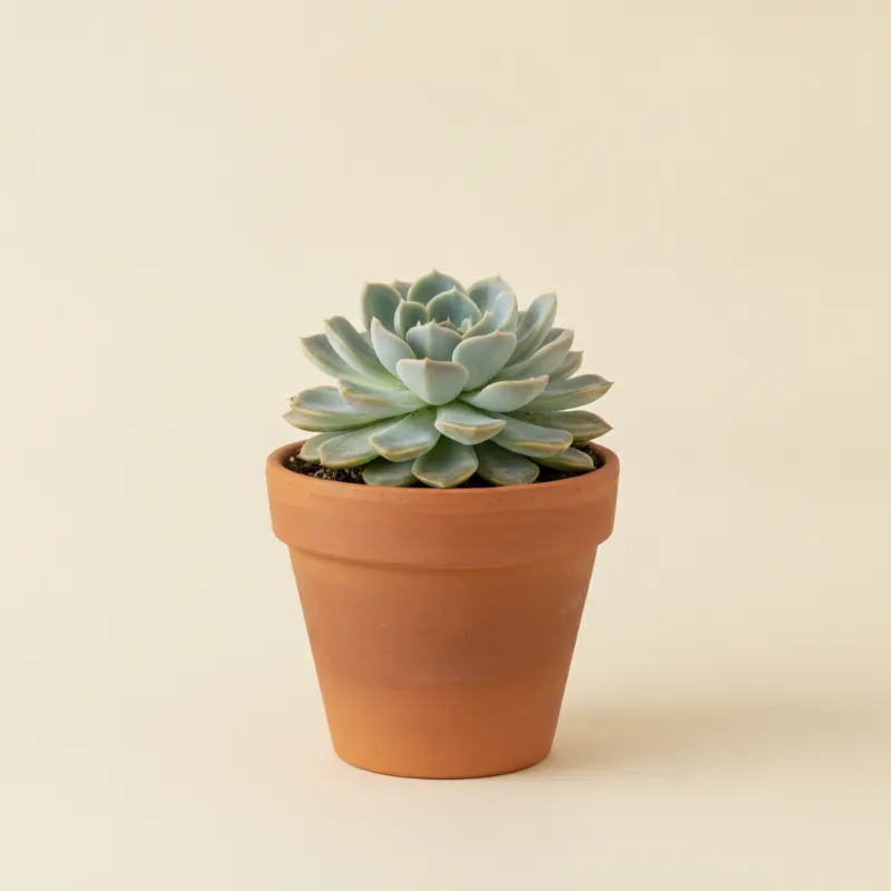 Echeveria — Echeveria elegans (illustratie)