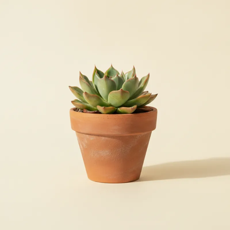 Echeveria