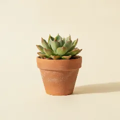 Echeveria