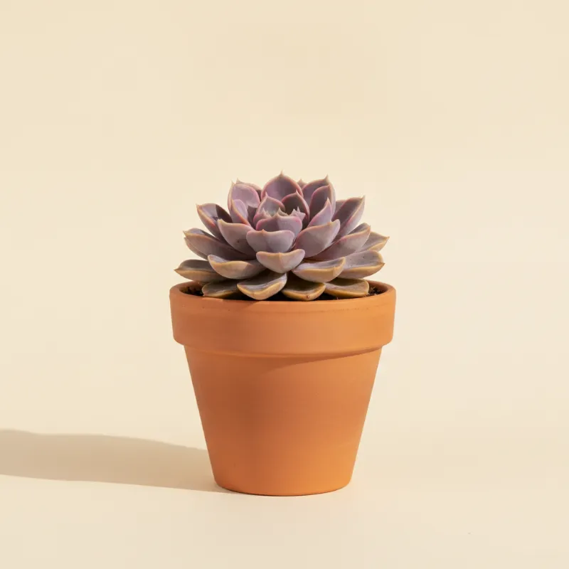 Echeveria — Echeveria 'Perle von Nürnberg' (illustratie)