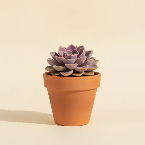 Echeveria