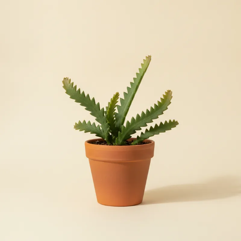 Bladcactus