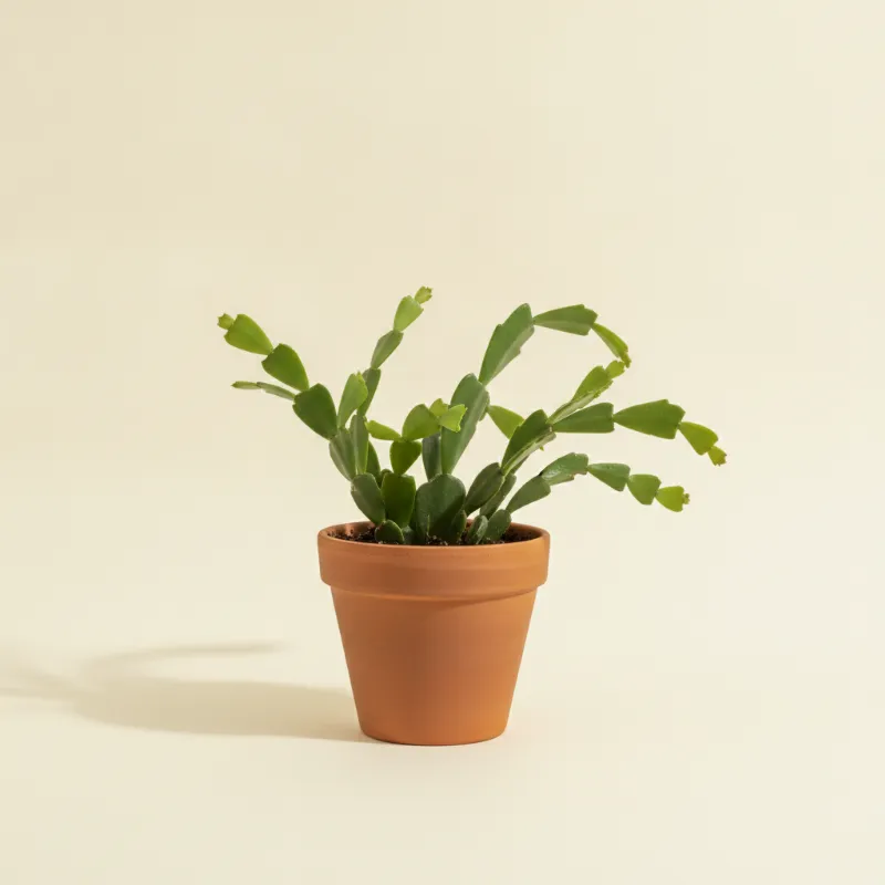 Bladcactus — Epiphyllum oxypetalum (illustratie)