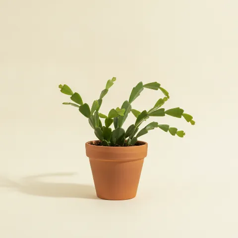 Bladcactus