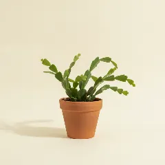 Bladcactus