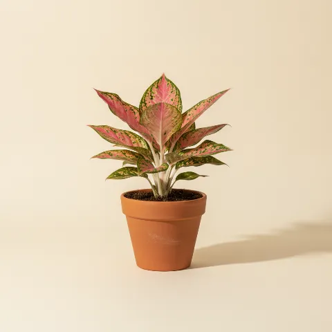 Aglaonema — Aglaonema 'Pink Star' (illustratie)