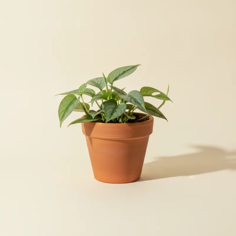 Drakenklimop — Epipremnum pinnatum 'Cebu Blue' (illustratie)