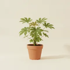 Vingerplant