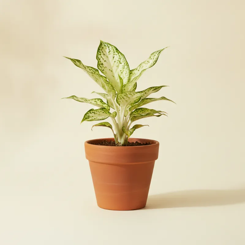 Aglaonema — Aglaonema 'White Joy' (illustratie)