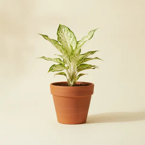 Aglaonema — Aglaonema 'White Joy' (illustratie)