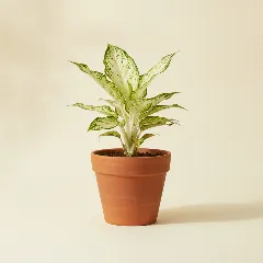 Aglaonema
