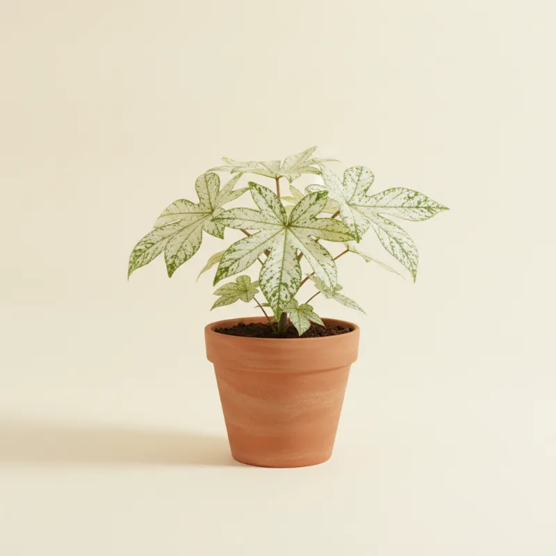 Vingerplant — Fatsia japonica 'Spider's Web' (illustratie)