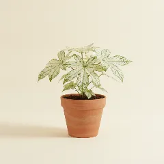 Vingerplant