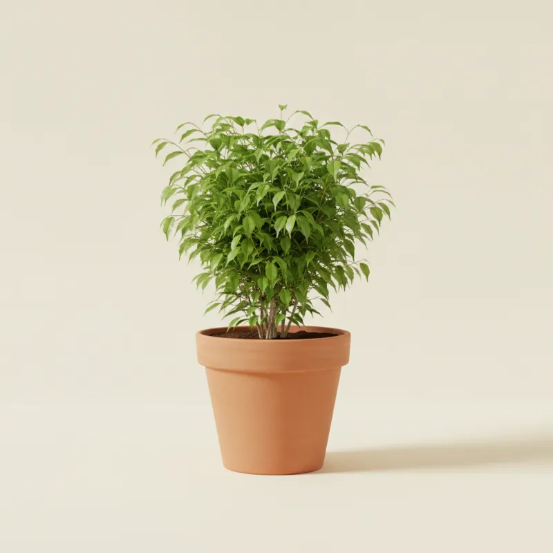 Ficus — Ficus benjamina (illustratie)
