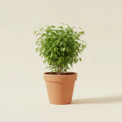 Ficus (treurvijg)