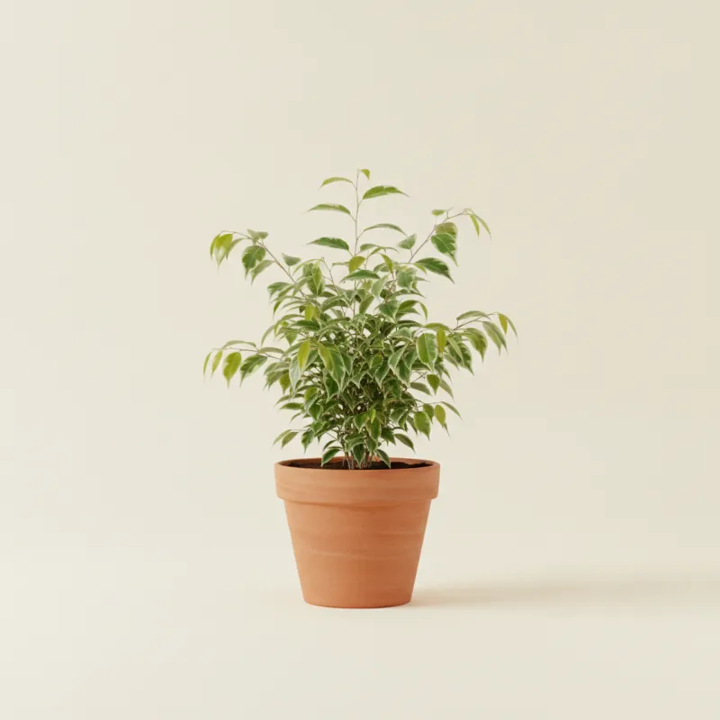 Ficus — Ficus benjamina 'Exotica' (illustratie)