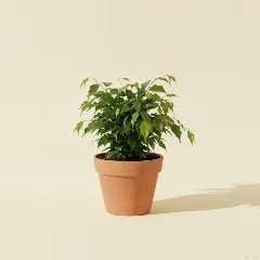 Ficus
