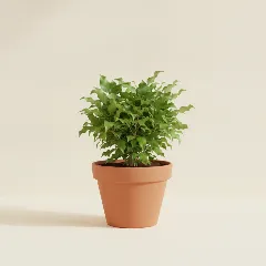 Ficus