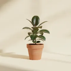 Ficus