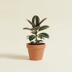 Ficus
