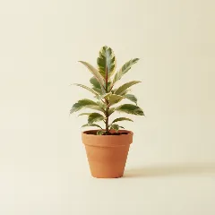 Ficus