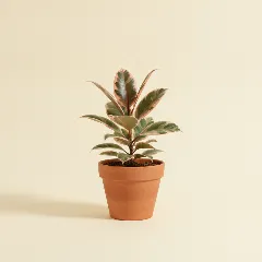 Ficus