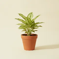 Aglaonema