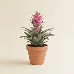 Kokerbromelia